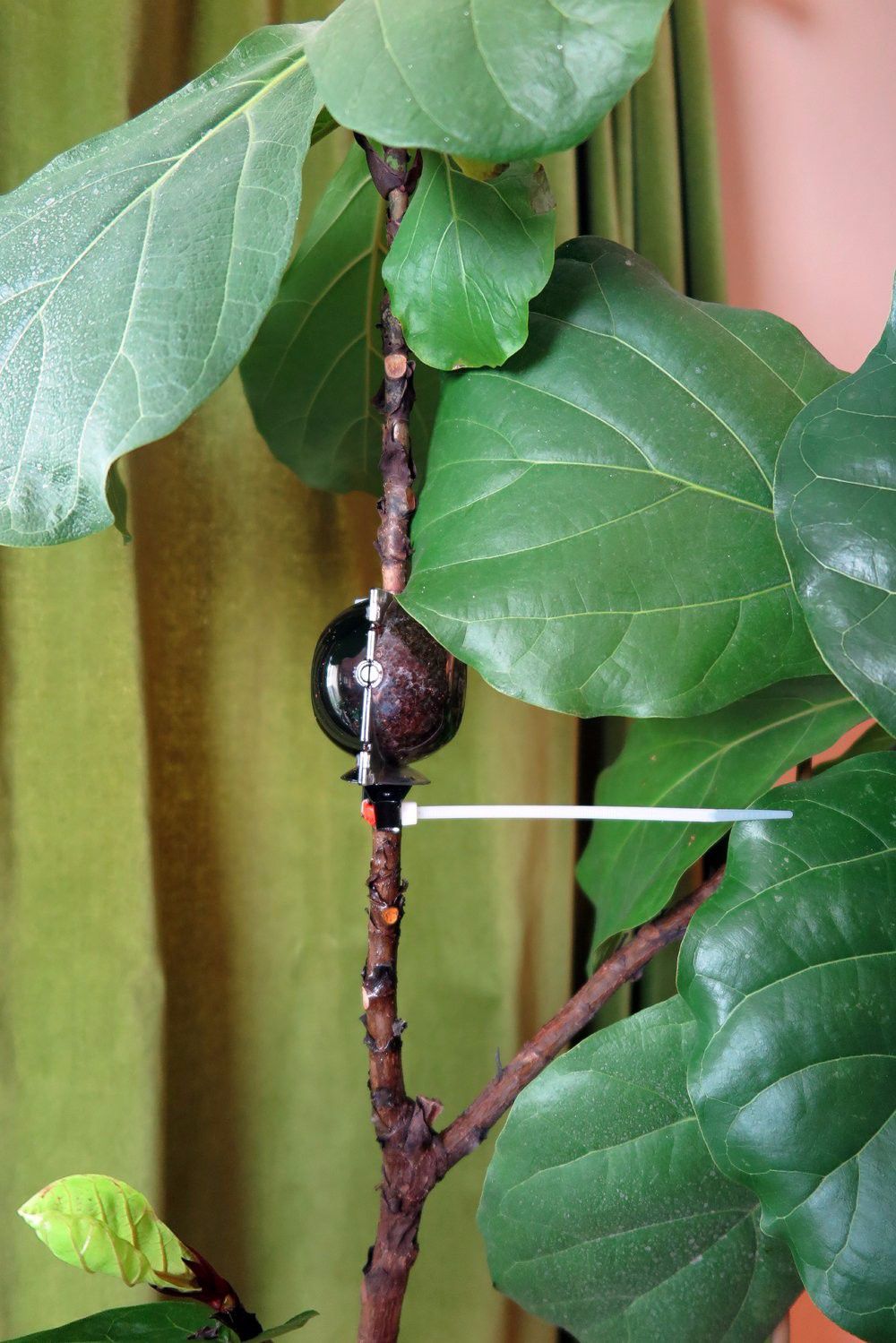 常见的花卉繁殖方法有哪些,繁殖花卉的方法解析