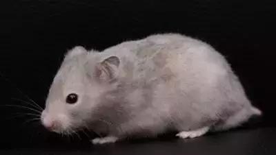 仓鼠种类大仓鼠,仓鼠的详细资料仓鼠的种类