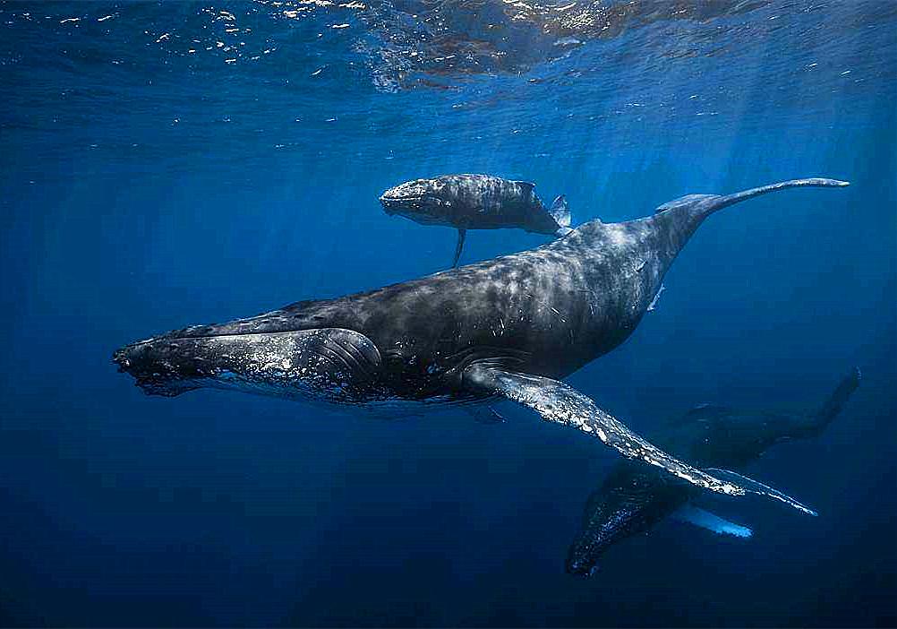 在水里鲸鱼是如何给鲸宝宝哺乳的,鲸是怎么哺乳的