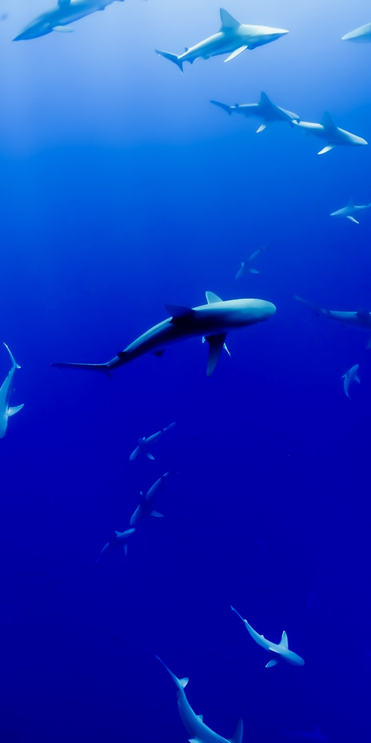 优阿壁纸135期丨分享一组超清晰的海底世界全面屏壁纸