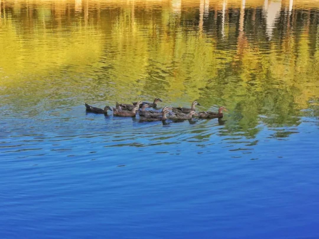 辽宁省内大学排名沈阳医学院,辽宁省沈阳医学院前景