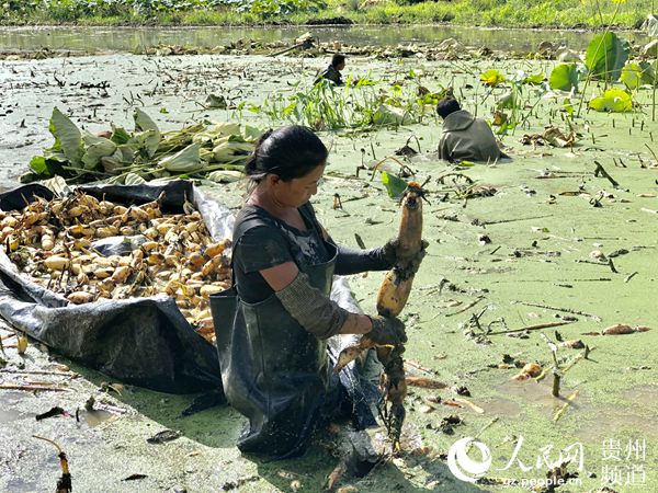 黔菜出山,黔菜出山寻味完整视频