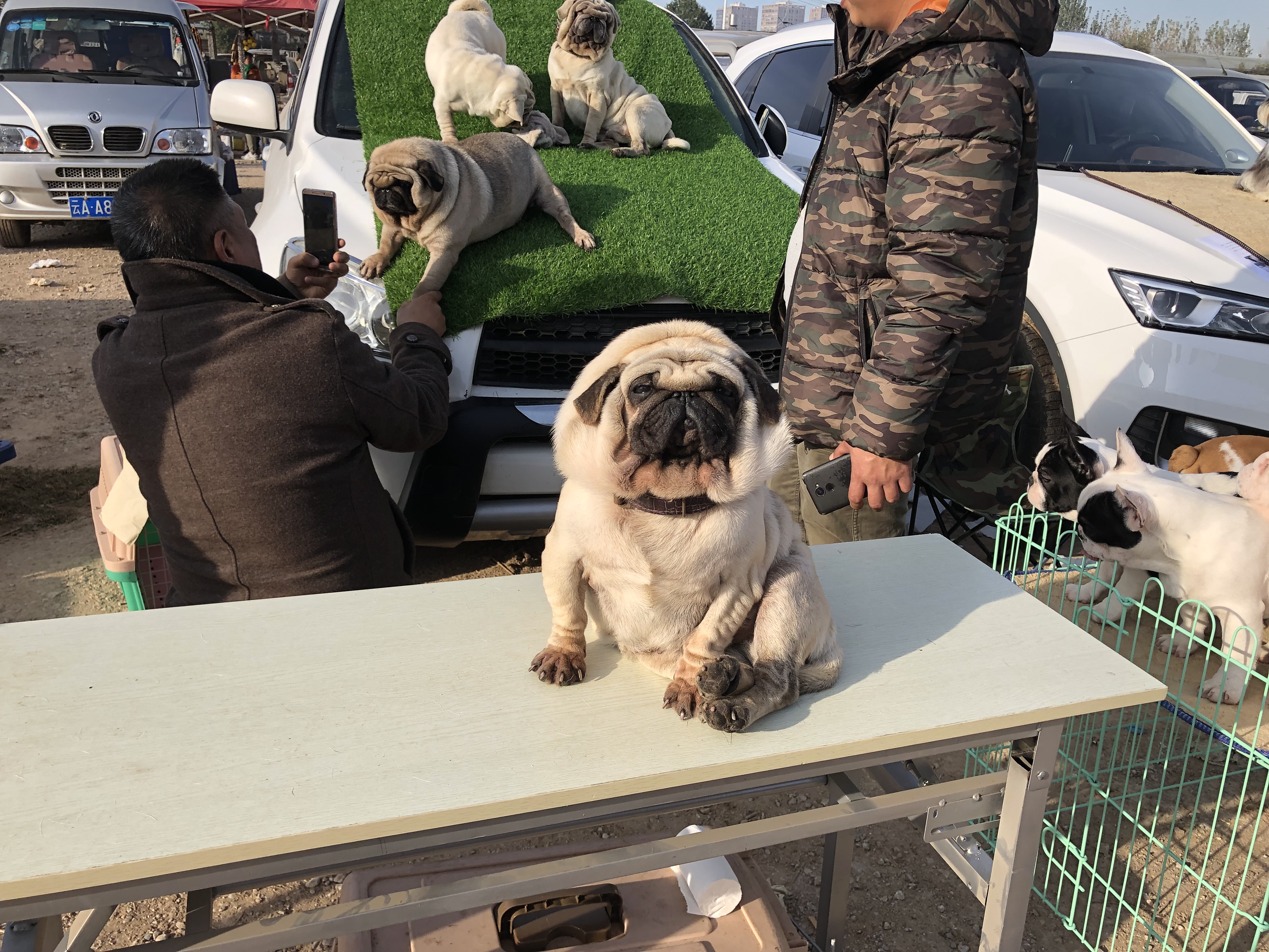 狗市场幼犬出售巴哥,狗市成年藏獒出售