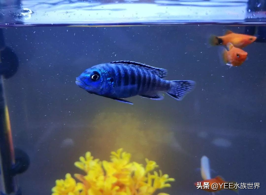 慈鲷太凶不想养了,养慈鲷注意事项