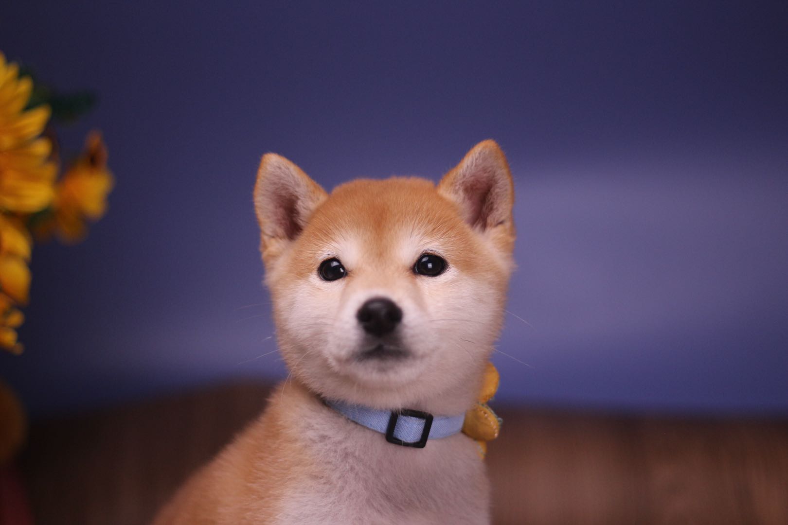 买柴犬是如何看出纯正血统,柴犬是长毛还是短毛犬