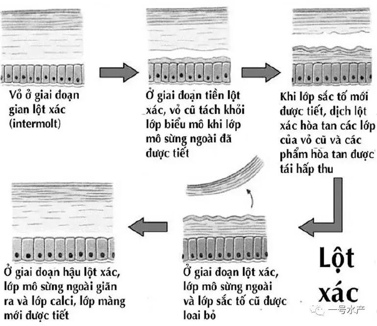 养虾脱壳期技巧和注意事项,养殖虾脱壳后需补什么