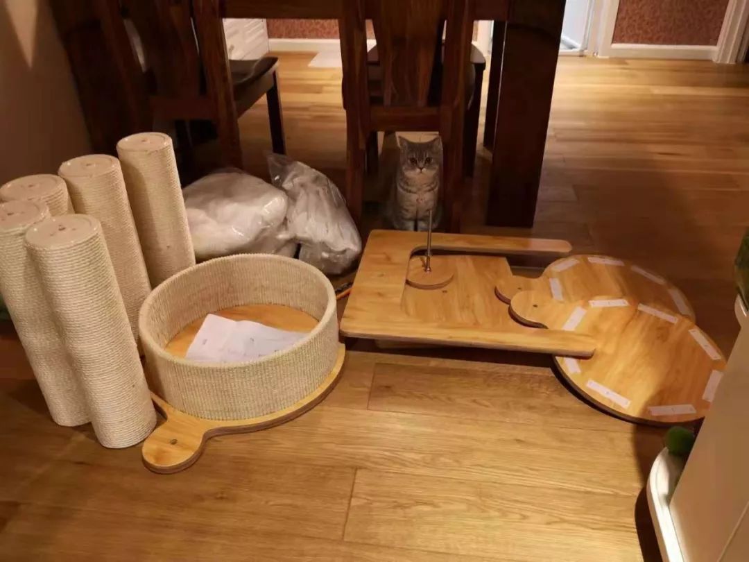 猫咪绝育头套需要戴几天,猫咪绝育后戴项圈不吃饭