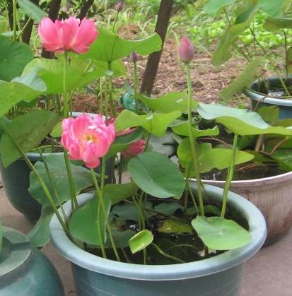 盆里养了碗莲,为啥一直不开花?这样养护,80天开出小荷花