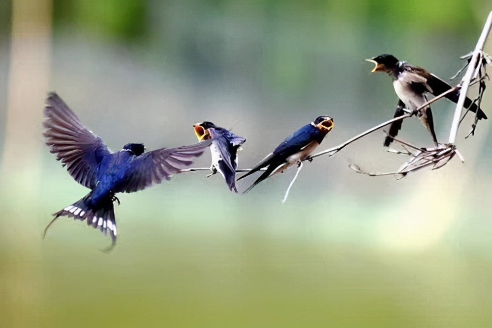 小学语文燕子教师资格证教案,燕子语文教资面试导入语