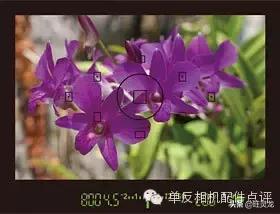 尼康单反初学人像摄影技巧大全,尼康单反相机入门教程人像