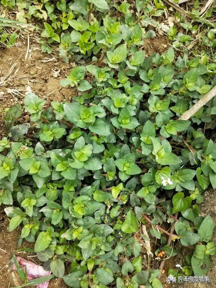 认识身边的中药材,认识中医寻找身边的中药