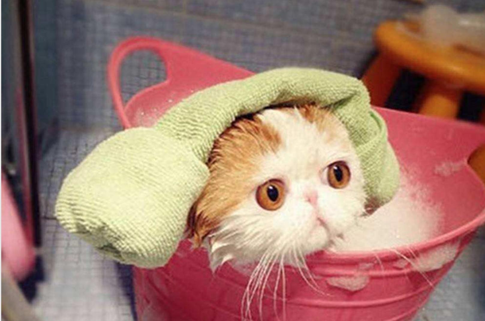 猫咪洗澡可以把水打到耳朵里吗,猫咪洗澡耳朵怎么防止进水