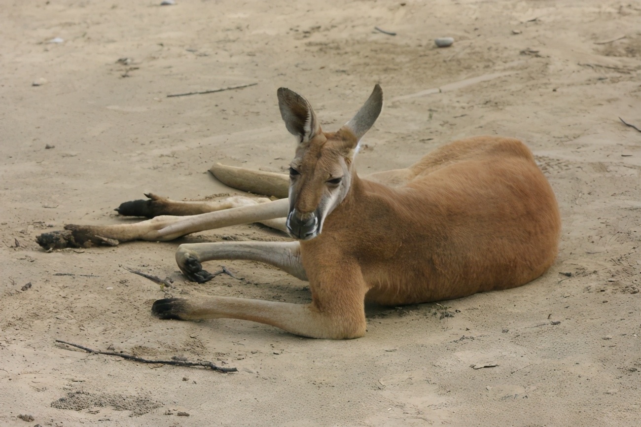 红大袋鼠：多亏了育儿袋，轻松带娃出门，旋转跳跃不停歇！