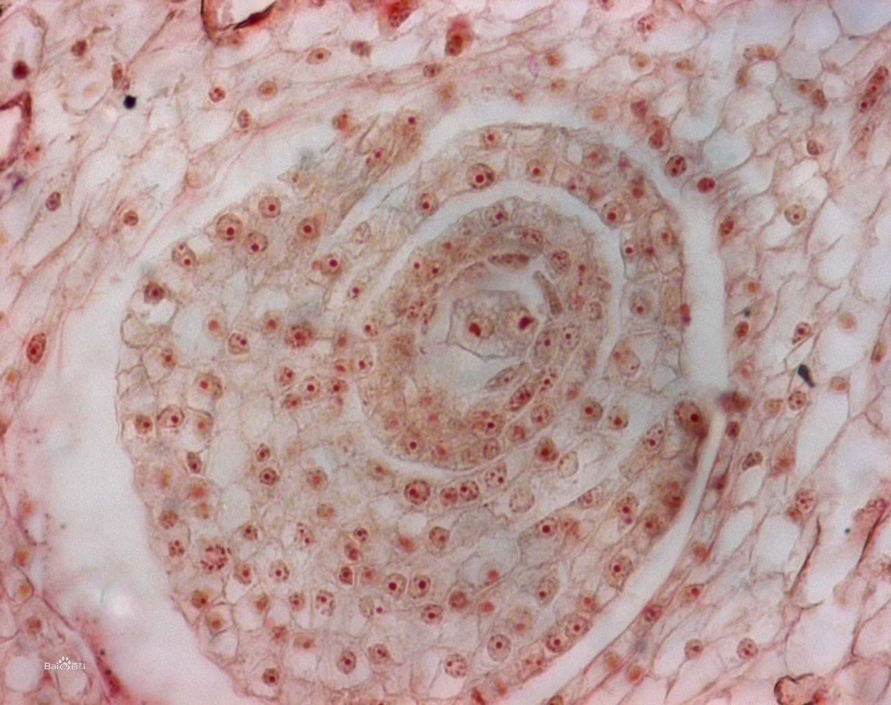 月经过后七天怀孕啥时候能查出来,月经七天内会怀孕吗