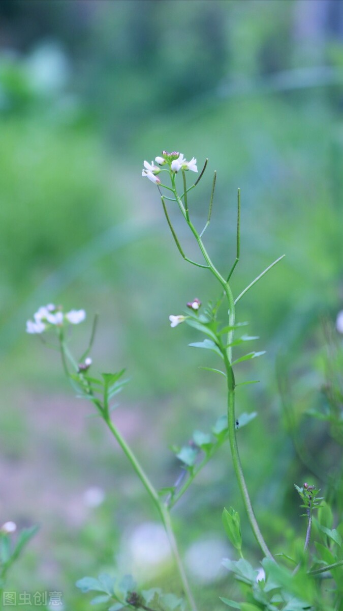 棠梨煎雪，芳华待灼，愿世间所有美好，都与你不期而遇