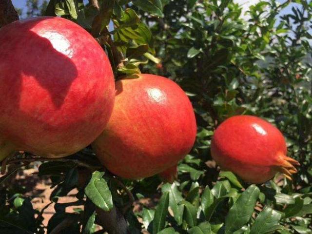 突尼斯软籽石榴甜蜜多汁晶莹剔透,突尼斯软籽石榴真的好多汁