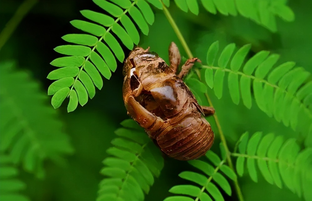 油炸金蝉去头吗,油炸金蝉炸几分钟