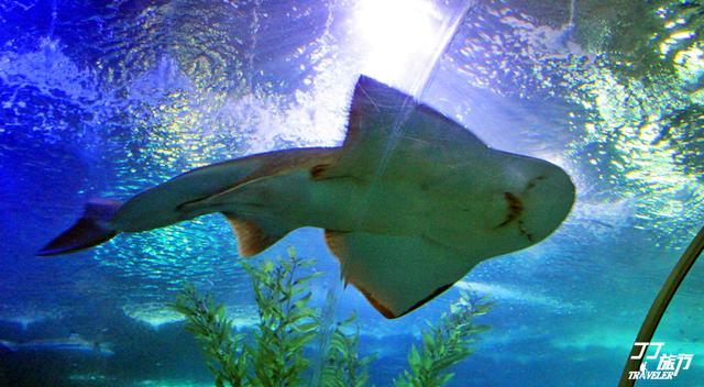 青岛一座与海共舞的城市,青岛是一座有魅力的城市