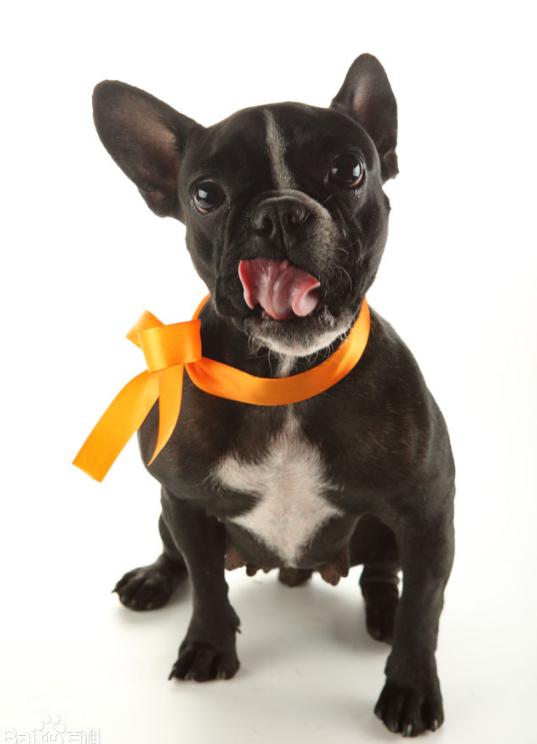 适合小学生养的狗最便宜的小型犬,智商最高的狗狗品种小型犬