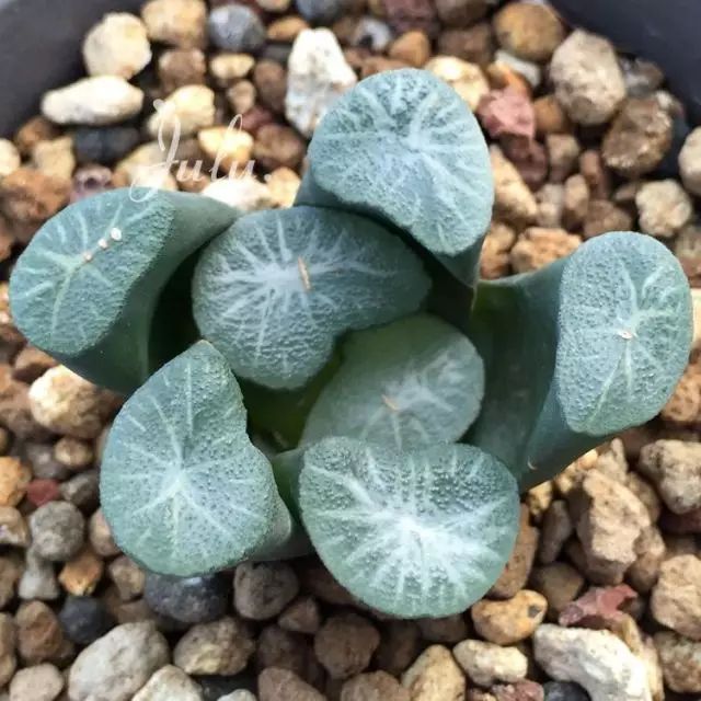 世界上最稀有最名贵的花,世界上最漂亮名贵的花