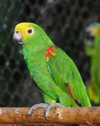 绿金顶配紫罗兰出什么品种的鹦鹉,小太阳鹦鹉凤梨和黄边哪个品种好