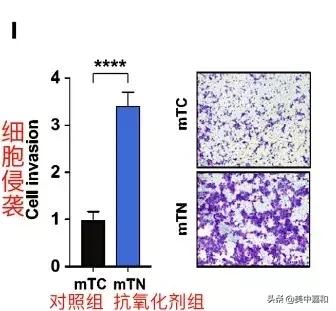 维生素e导致肿瘤,维生素e会影响乳腺增生吗
