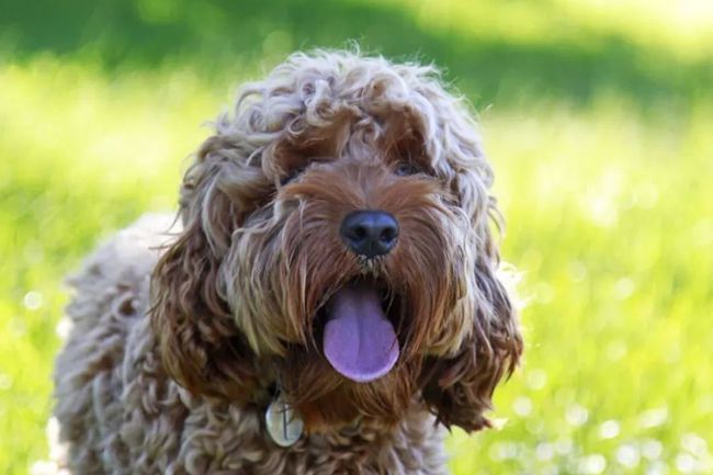 贵宾犬什么也不吃只吃狗粮,贵宾犬不吃狗粮了怎么办