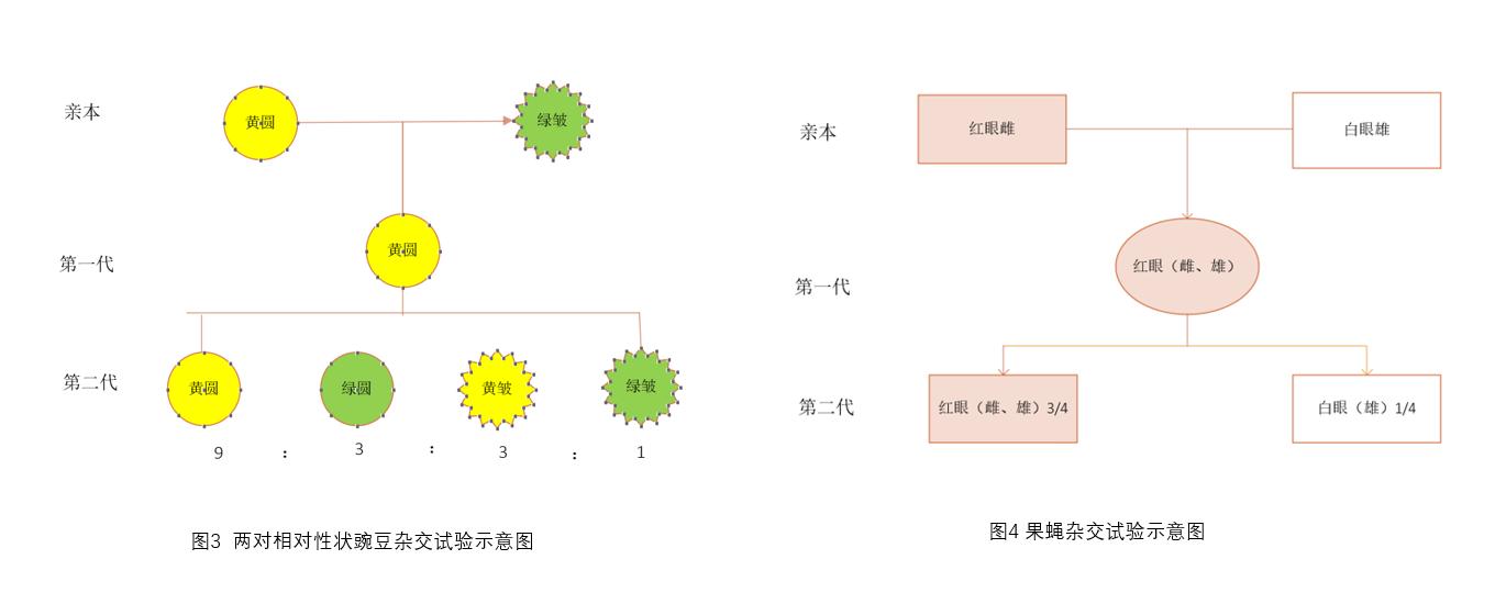 上帝的礼物的主要内容,表观遗传学与经典遗传学