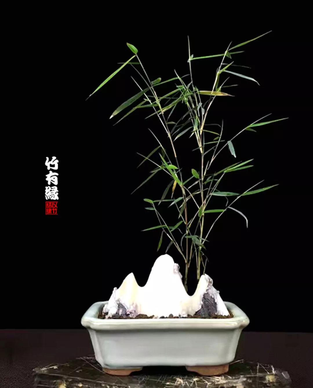 竹子浇水诀窍,竹子浇水的正确方法