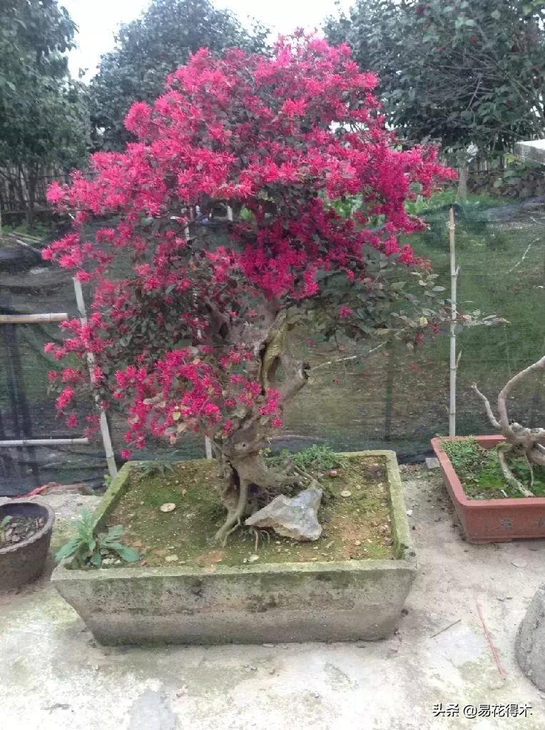 椤剁骇鐧借姳妾垫湪鐩嗘櫙,鐧借姳妾垫湪鐩嗘櫙鏋湪閫㈡槬