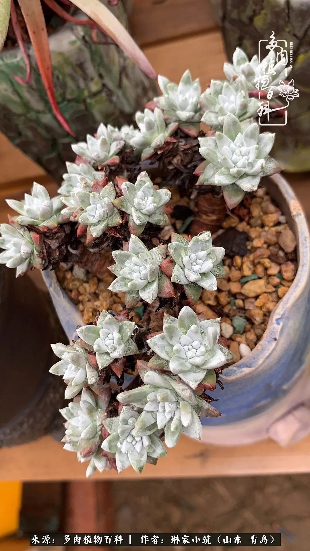 多肉冬季搬进屋里前需要浇水么,多肉过冬