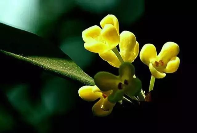 中国十大名花惊艳千年,中国十大名花美极了