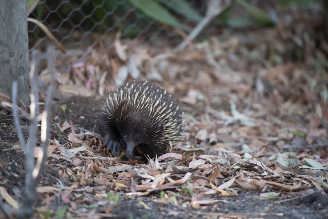 澳大利亚独特的自然风光,澳大利亚黄金海岸的美景