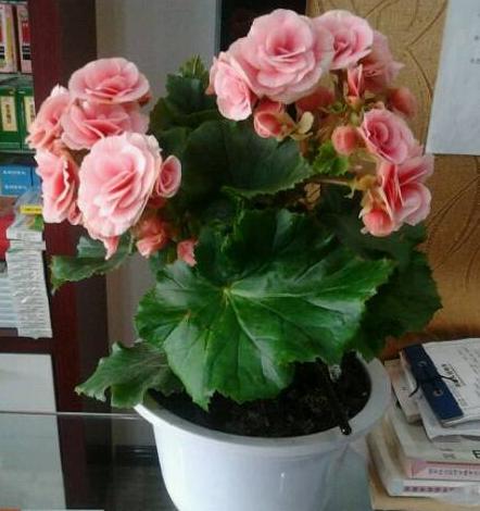 丽格海棠花都被叶子遮住了怎么办,丽格海棠开过花了怎么办