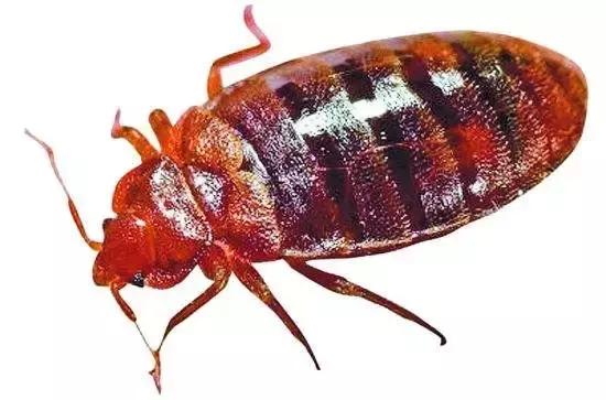 夏季孩子必须注意的虫子,夏天宝宝一定要小心蜱虫