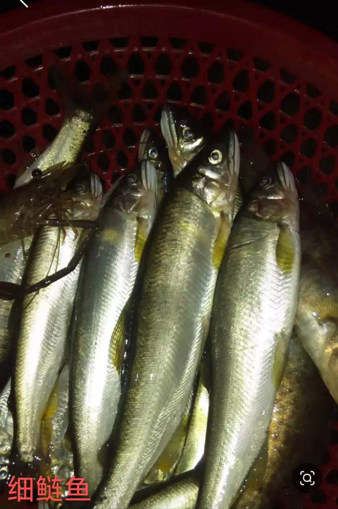 四川河里面野生长不大的鱼,四川野河里有哪些小河鱼