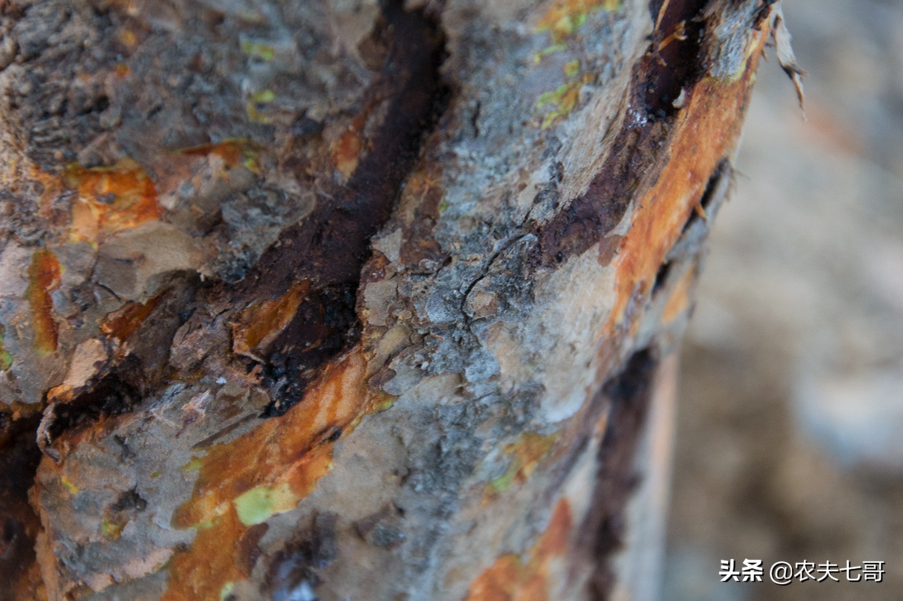 苹果树越冬害虫调查四：串皮蛤虫，隐藏深危害重，容易引起腐烂病