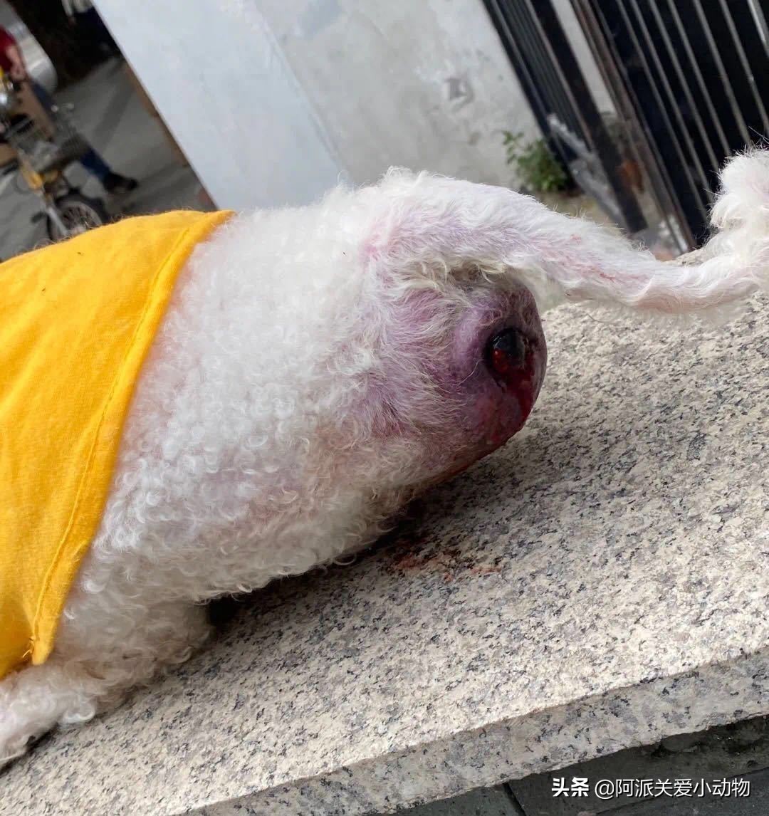 墨墨：屁屁烂得血红的小斗牛，会不会是第二个“白月初”