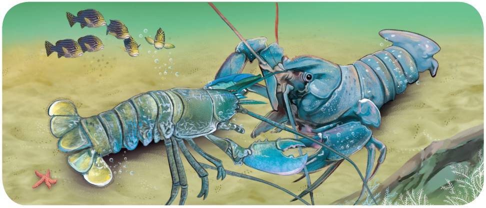 波士顿龙虾特征,波士顿龙虾神奇物种