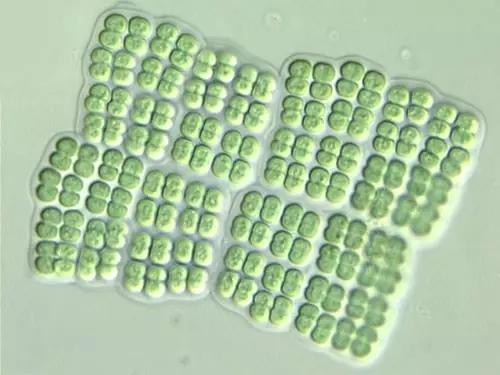 水产养殖业藻类的生命周期,水产养殖常见藻类植物