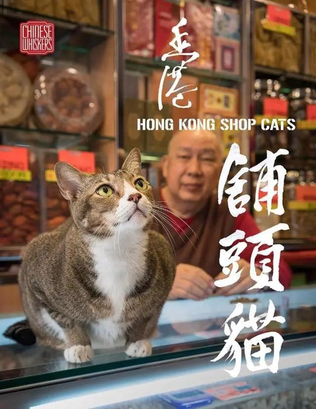 全网都以为复旦大学的猫被偷了，几天后…气得想骂猫