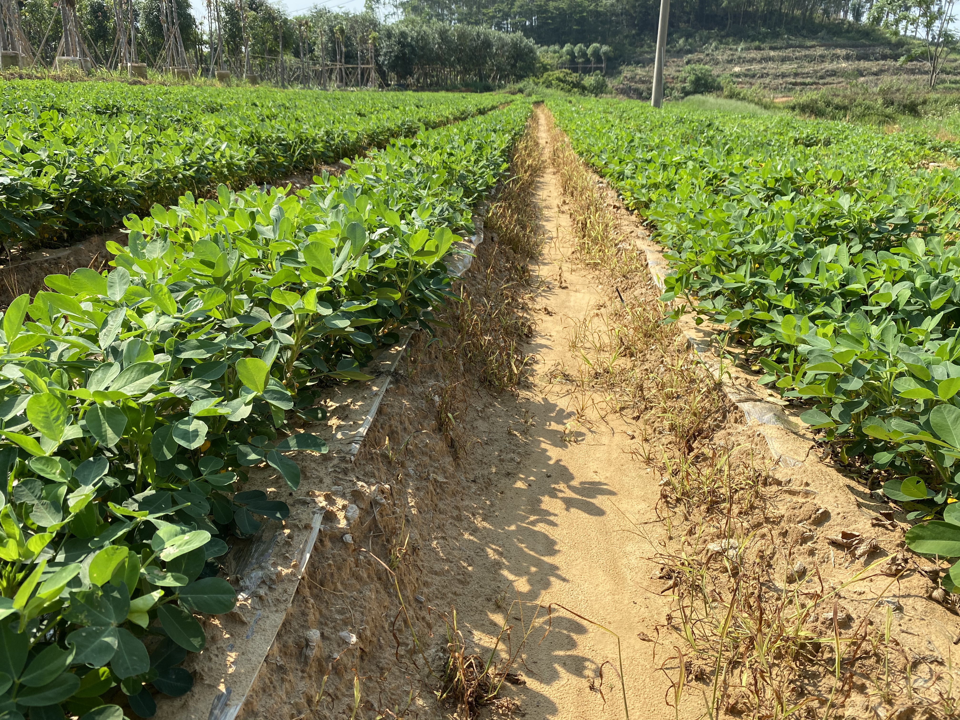新种植物如何防蜗牛,花生地里有蜗牛该怎么办