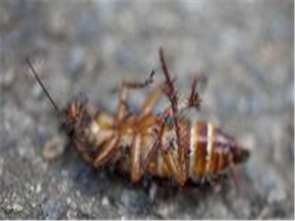 灭蟑螂小窍门最有效,灭蟑螂小窍门简单易学