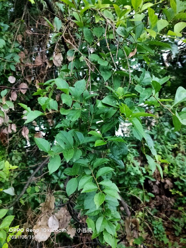 像蟒蛇一样的树,在丛林里看到了一条大蟒蛇