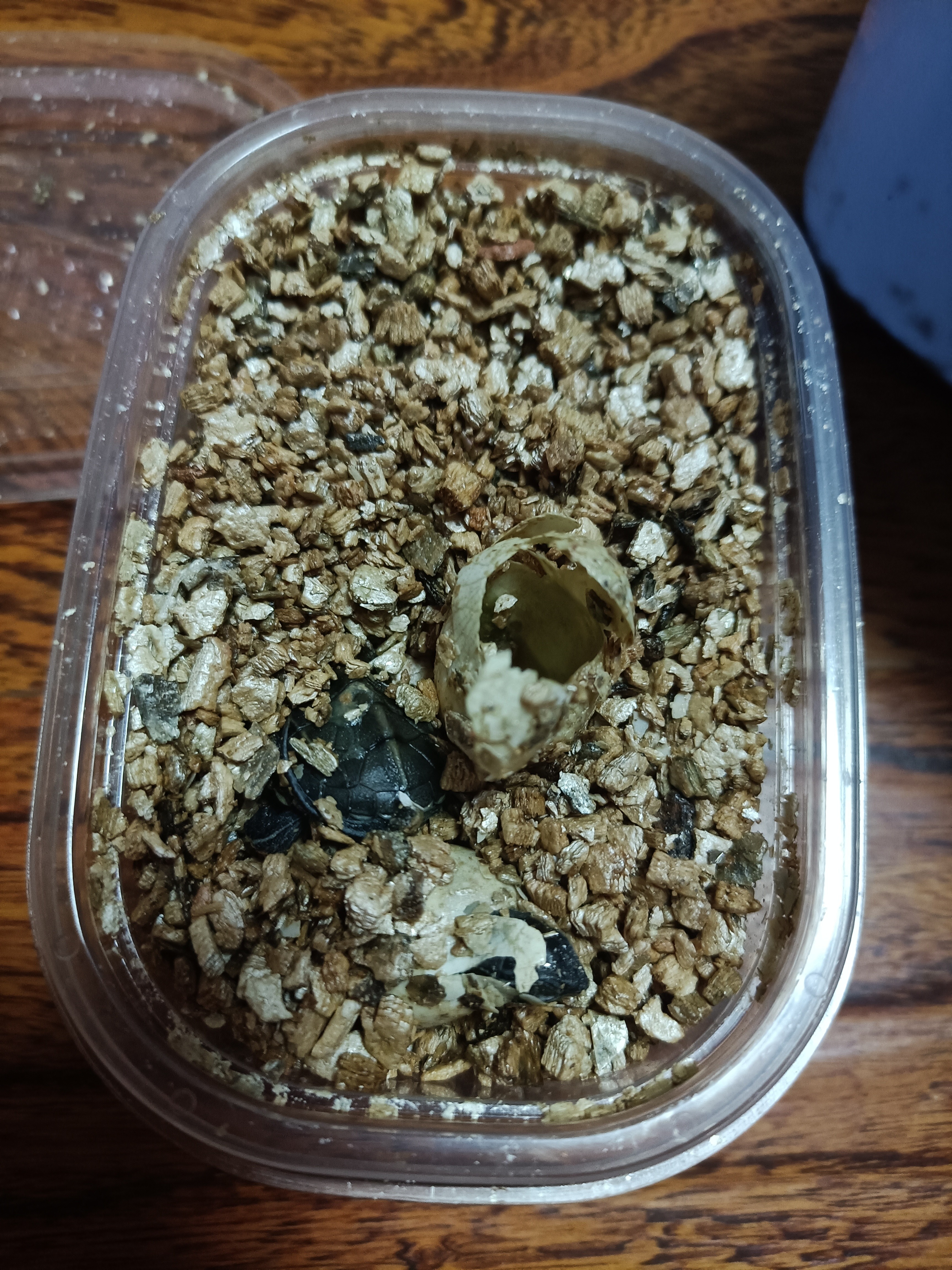 龟蛋刚出壳的乌龟怎么养,从乌龟蛋孵化出来