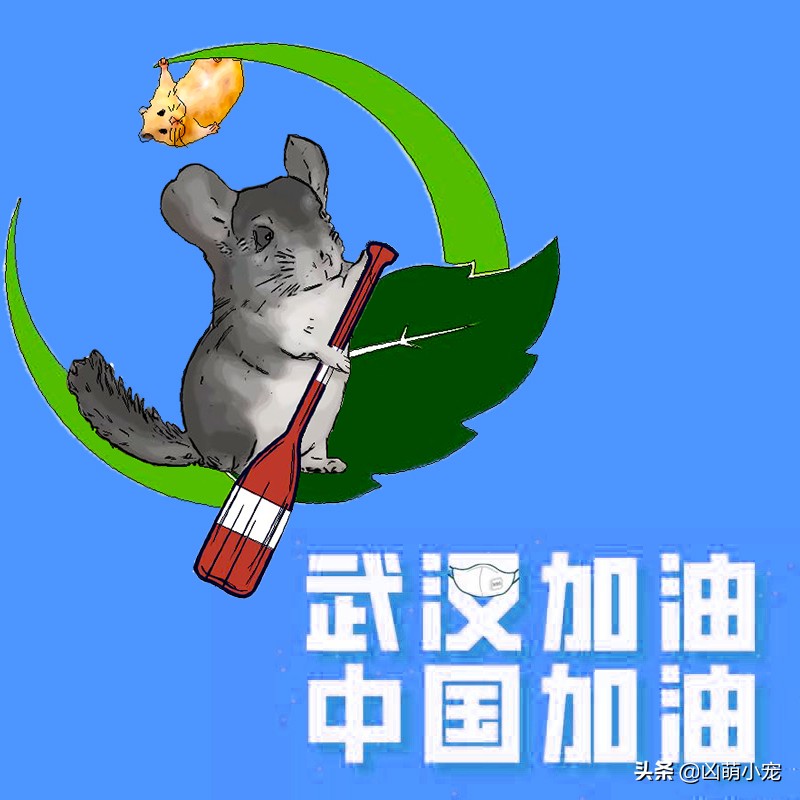 龙猫科普一下视频,龙猫科普