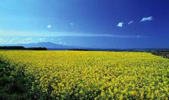 再过半个月，全国人民都将羡慕南阳