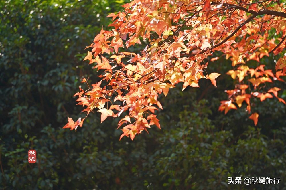 常熟网红美食盛宴,常熟网红枫林菜谱