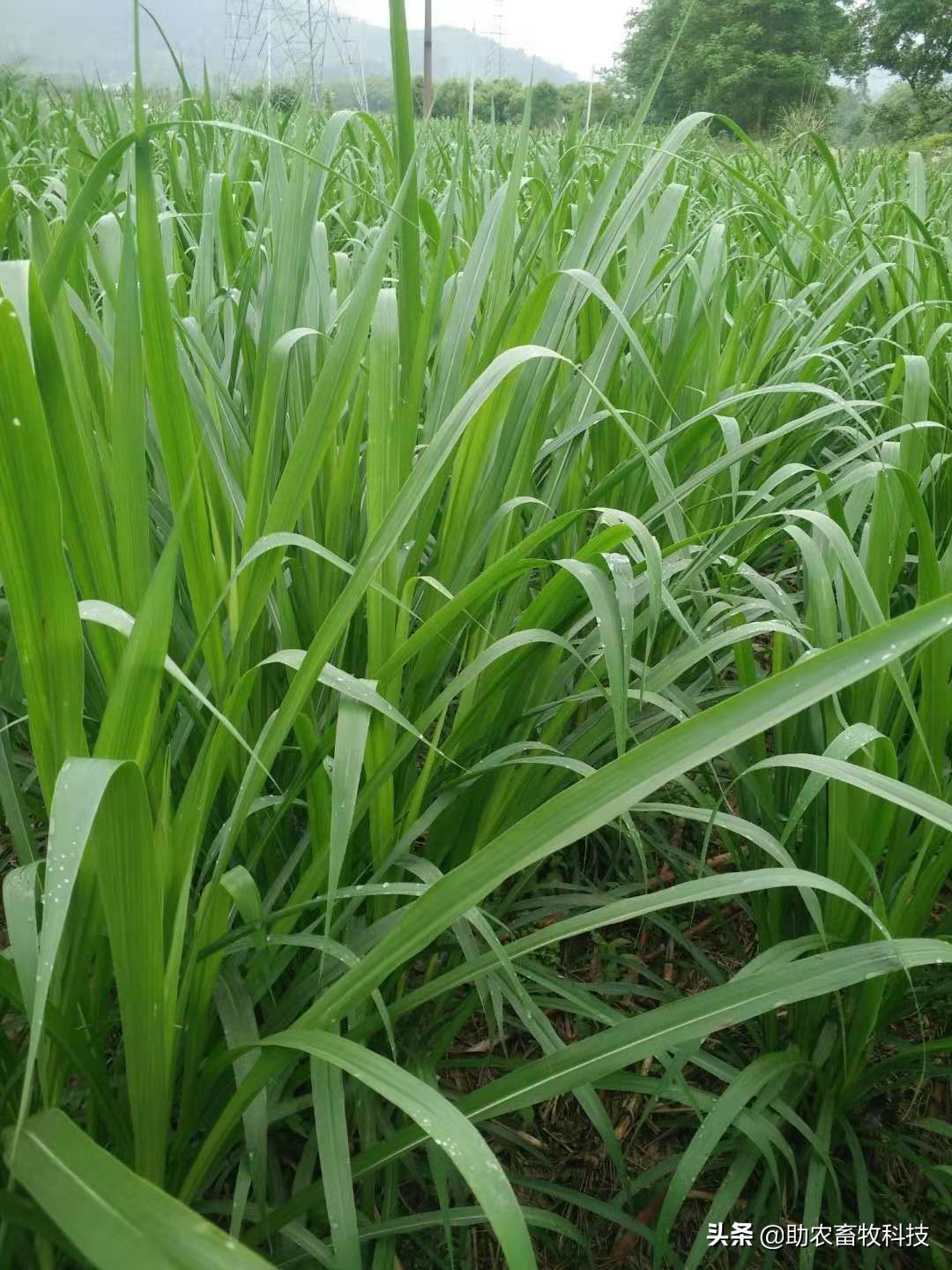 养殖废水浓缩处理方法,小型养殖场废水处理方案