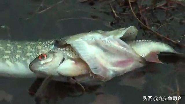 伊犁河狗鱼：寿命267岁重达40公斤，身材苗条，性情“残暴”